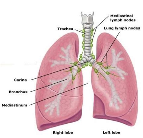 Free Diagrams Of The Lungs 101 Diagrams