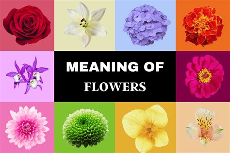 Flowers Meaning Rebirth Best Flower Site