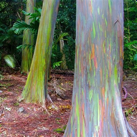 Behold The Rainbow Eucalyptus Eucalyptus Deglupta This Large