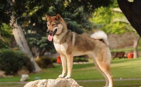Shikoku Dog Breed All You Need To Know Your Dogs World