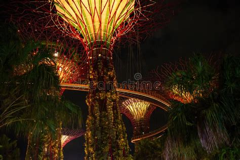 Supertree Grove Gardens By The Bay Singapore By Night Stock Photo