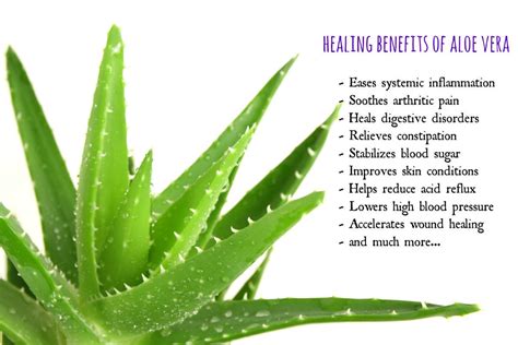 People have used it for thousands of years for healing and softening the skin. 10 Mind Blowing Uses for Aloe Vera - You'll Never Buy ...