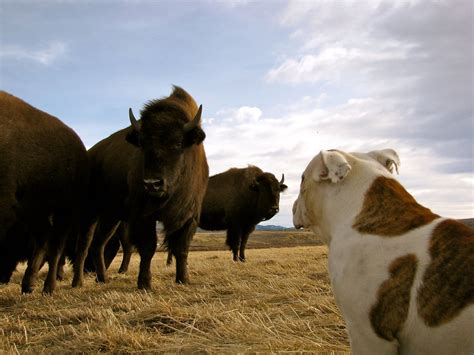 Fourth Generation Colorado Farmer Transitions To Bison Ranching