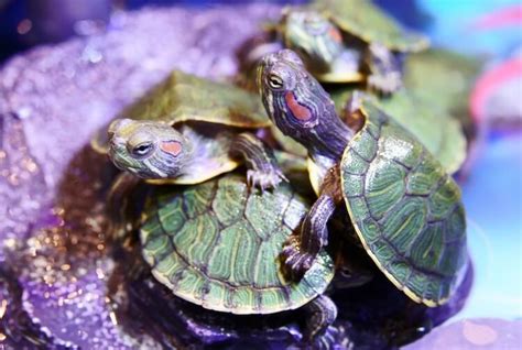 Red Eared Sliders A Care Guide Metro Swim