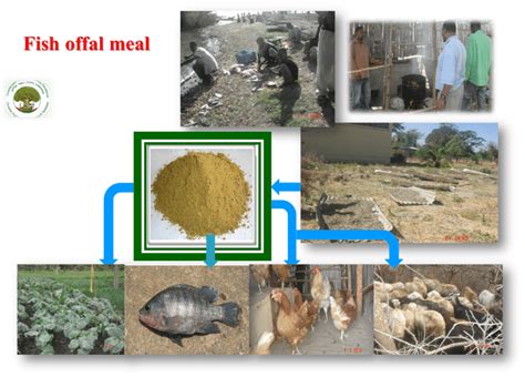 Fish Offal Meal Meal Can Be Used As Feed For Fish Poultry Small