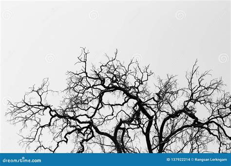 Dead Tree Branches Stock Photo Image Of Season Fall 137922214