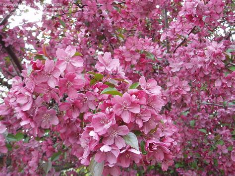 Plantfiles Pictures Royalty Crabapple Royalty Malus By Altagardener