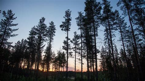 skogsägare får 67 miljoner kronor för skog som blev naturreservat svt nyheter