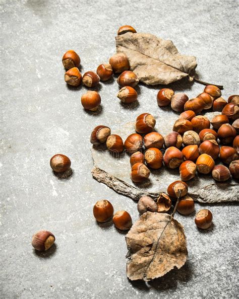 Hazelnut With Dry Leaves Stock Image Image Of Nature
