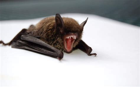 What To Do If You Find A Bat On Your Property My Blog