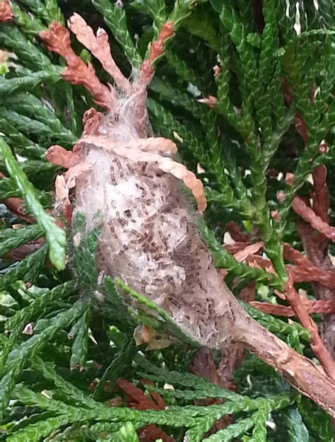 Bagworms On My Emerald Green Arborvitae Walter Reeves The Georgia