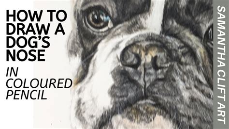 Try and place the horizontal line around the dog's eyes. How to draw a realistic dog's nose - YouTube