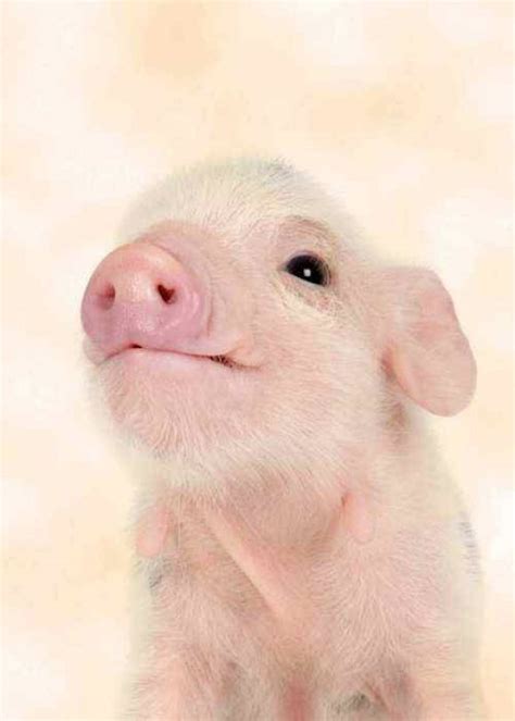 Cutest Pink Piglet Cute Animals Baby Pigs Cute Piglets