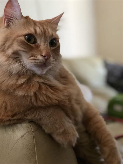 He Is The Most Interesting Cat In The World Raww