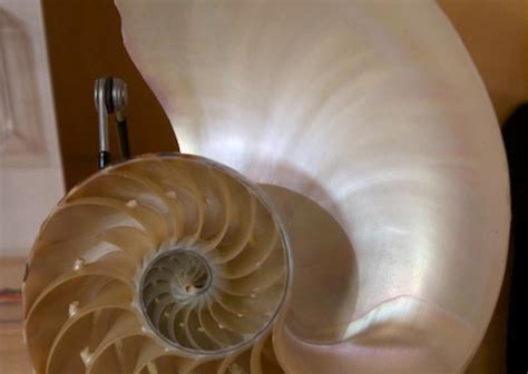 Nautilus Shell Smithsonian Ocean