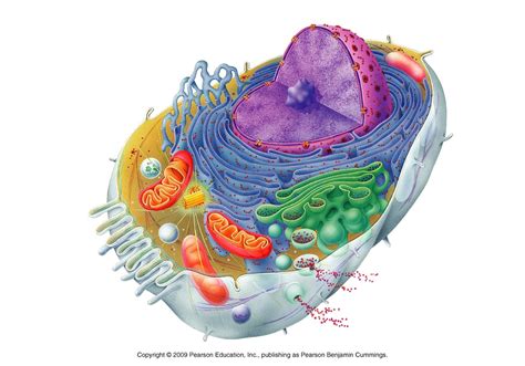 Picture of animal cell organelles. Animal cell organelles
