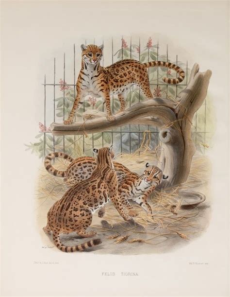 Leopardus Tigrinus