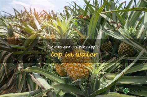 Growing Pineapple Tops In Water A Guide To Planting And Cultivating