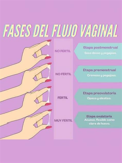 Fases Del Flujo Vaginal Enfermero Isaias Rivas Enfermeroisaiasrivas