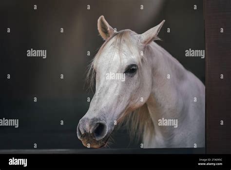 Beautiful White Horse Head Equus Ferus Caballus Stock Photo Alamy