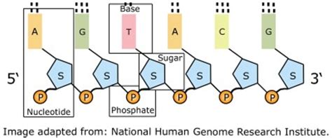 In dna, bonds between base pairs are considerably weaker, which is important as they need to be broken in advance of rna transcription. DNA, genes and chromosomes — University of Leicester