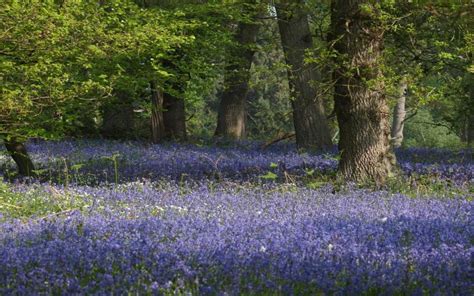 Hd Bluebell Wood Wallpaper Download Free 54993