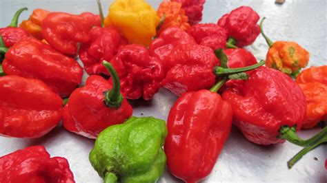 Types Of Hot Peppers Armadillo Pepper
