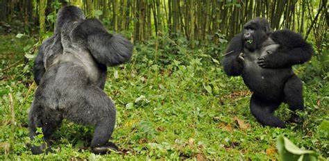 Are Gorillas Aggressive And Dangerous Gorillas Aggression