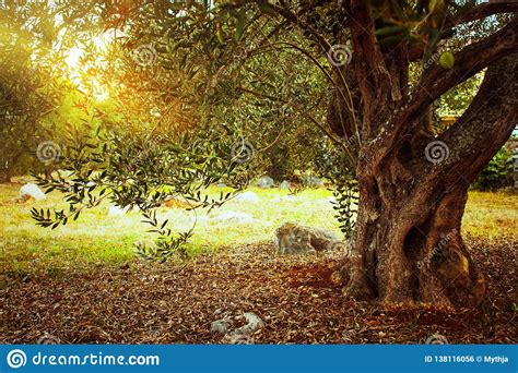 Old Olive Tree Stock Photo Image Of Brown Nature Culture 138116056