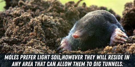 13 Animals That Dig Holes In Yard Identifying Holes In Yard 2022
