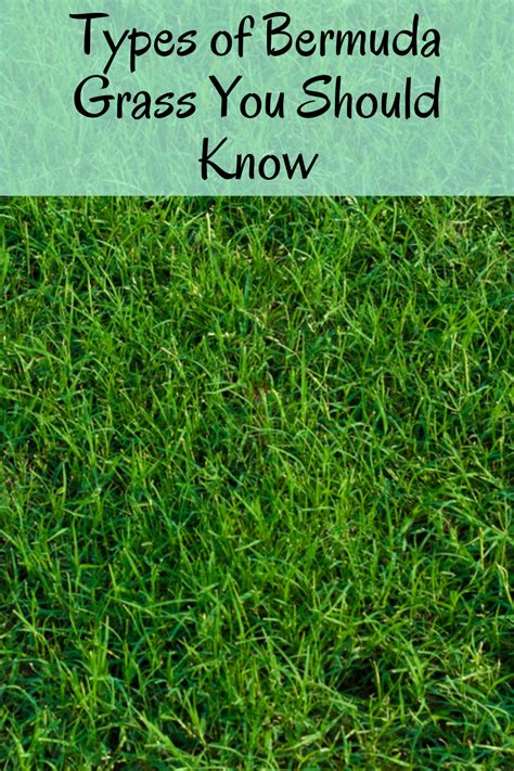 12 Different Types Of Bermuda Grass To Grow Bermuda Grass Bermuda