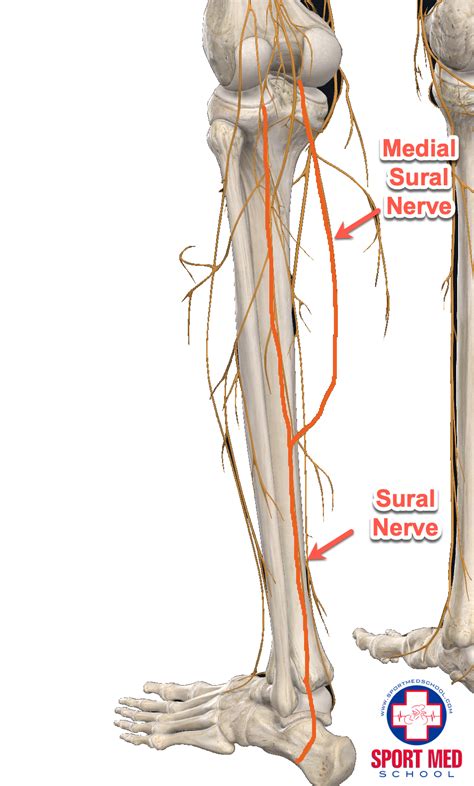 Sural Nerve Entrapment Sport Med School