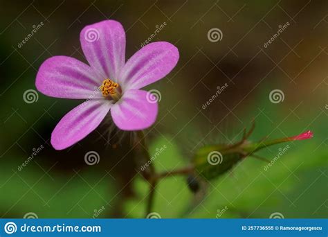 Background With Pink Wildflower Little Robin Geranium Purpureum Stock