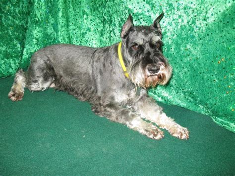 French Valley Ranchs Giant Schnoodles And Miniature