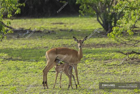 Adult Female Deer Feeding Fawn On Green Meadow — Young Animal Mother