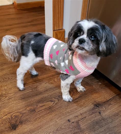 Adopt Rosie Adopted On Petfinder In 2020 Small Dog Rescue Dog