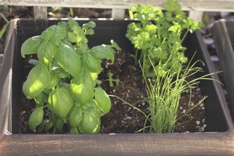 5 Benefits Of Growing Your Own Herbs My Little Green Garden
