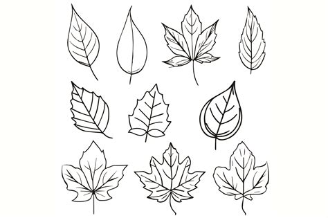 Set Of Autumn Leaf Line Drawing Svg Craf Graphic By Graphicart