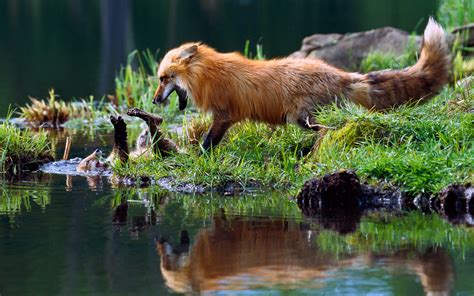 Nature Water Reflection Animals Fox Baby Animals Playing Grass