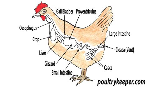 The Digestive System Of A Chicken