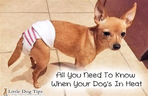 A lot of people have. All You Need To Know When Your Dog's In Heat - Little Dog Tips