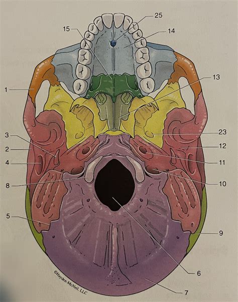 Cranial And Facial Bones Of The Skull Inferior View Diagram Quizlet