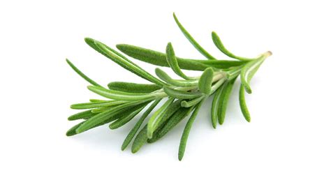Cresce bene in qualsiasi terreno e non è particolarmente sensibile né al freddo né alle temperature elevate. Le erbe aromatiche da coltivare in vaso sul balcone