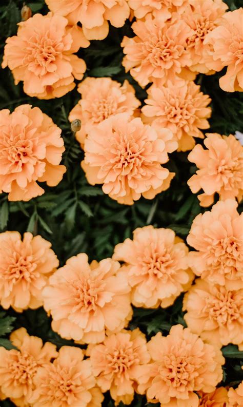 We hope you enjoy our rising collection of aesthetic wallpaper. Orange peach summer flowers | Floral wallpaper iphone ...