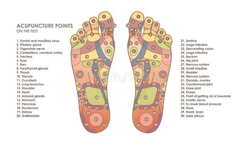 Acupuncture Points On The Feet Reflex Zones On The Feet Chinese Medicine Stock Illustration