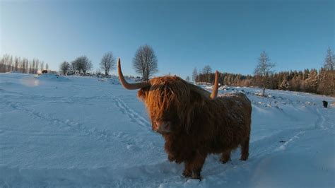 Scottish Highland Cattle In Finland December Is Here Again Nice