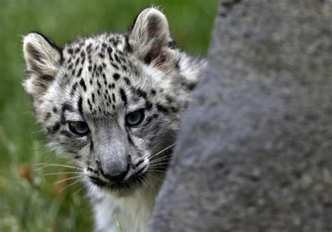 Brookfield Zoo Introduces 3 Month Old Snow Leopard Cub