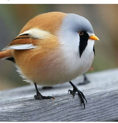 The Bearded Reedling Panurus Biarmicus Is A Small Sexually Dimorphic