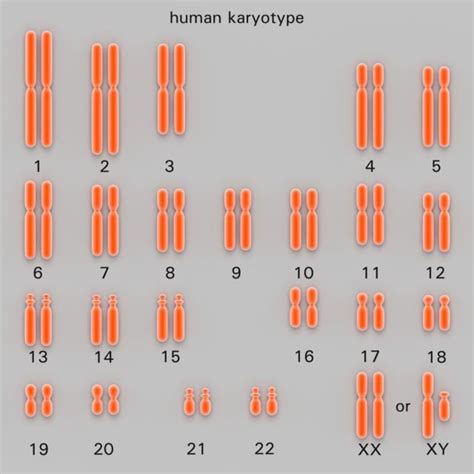What Are Homologous Chromosomes And What Do They Do Chromosome
