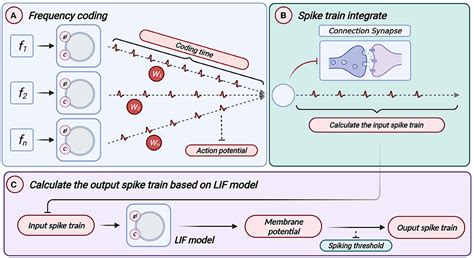 Frontiers Linear Leaky Integrate And Fire Neuron Model Based Spiking